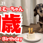 【ミニチュアダックス】愛犬11歳の誕生日！犬用ケーキでお祝い